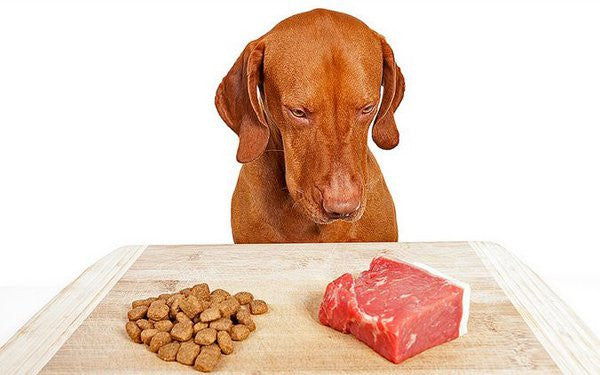 Why You Should Consider A Raw Food Diet For Your Pet – One Fur All