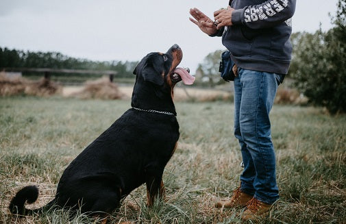 National Train Your Dog Month