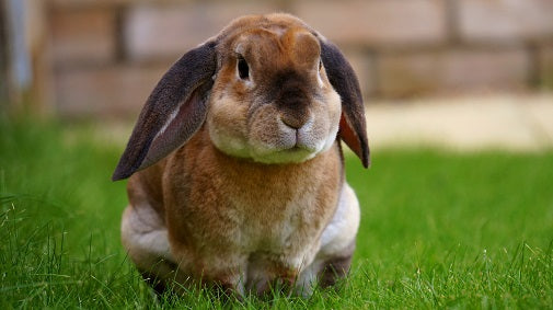 Why You Shouldn't Give Pets as Easter Gifts