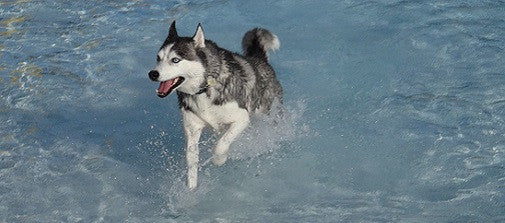 Grooming Tips for Dogs That Like to Swim