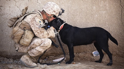 Celebrate K-9 Veterans Day