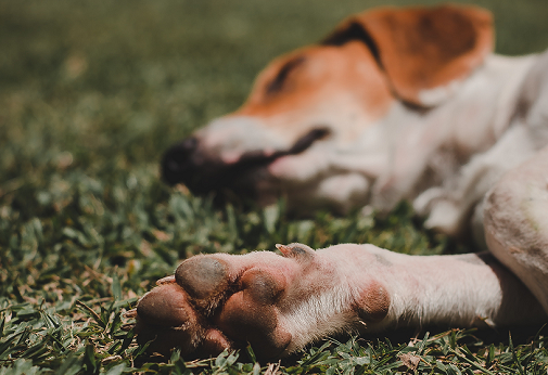 Why Your Dog's Paws Smell Like Corn Chips