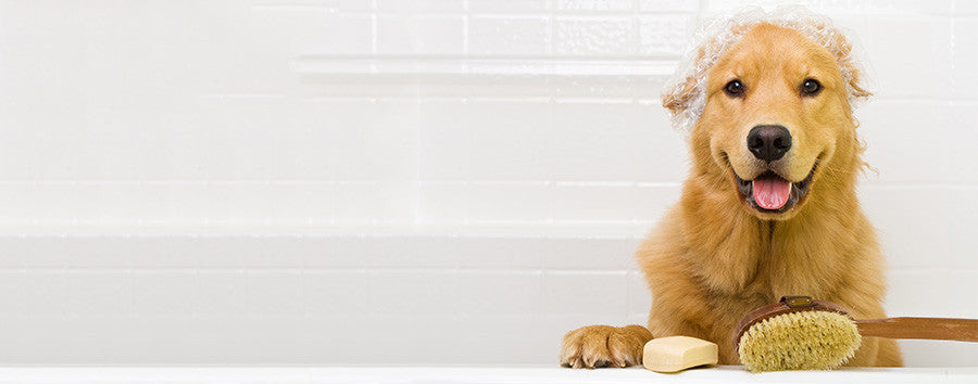 Grooming Guide to Keep Your Dog Healthy