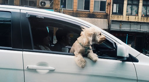 How to Keep Pets Safe in Cars