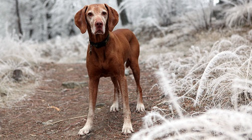 How to Keep Your Senior Pets Happy and Healthy