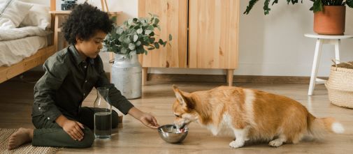 The Essential Guide to Fresh Water for Pets