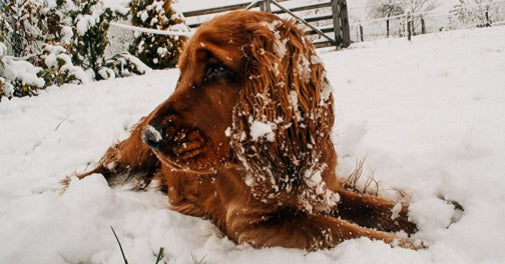 Tips for Keeping Pets Safe Outdoors This Winter