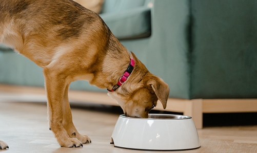 7 Benefits of Gently Cooked Pet Food