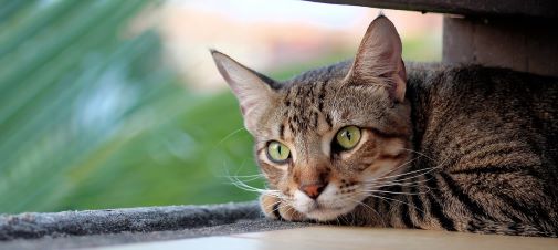 Indoor cat near a window