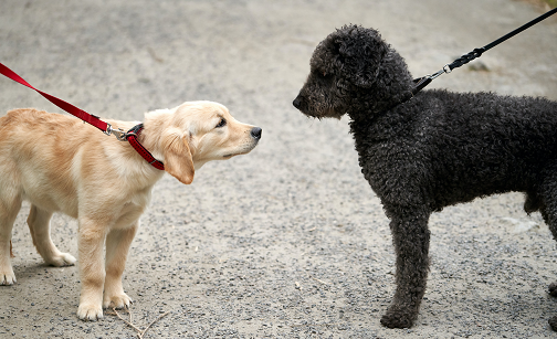 How to Safely Introduce Dogs During Walks