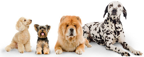 Different types of dog coats