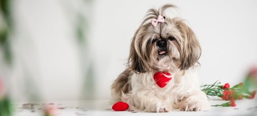 valentine's day dog