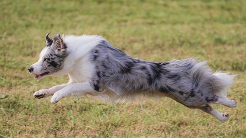 dog running